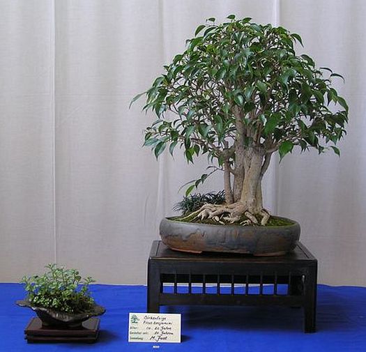 Ficus