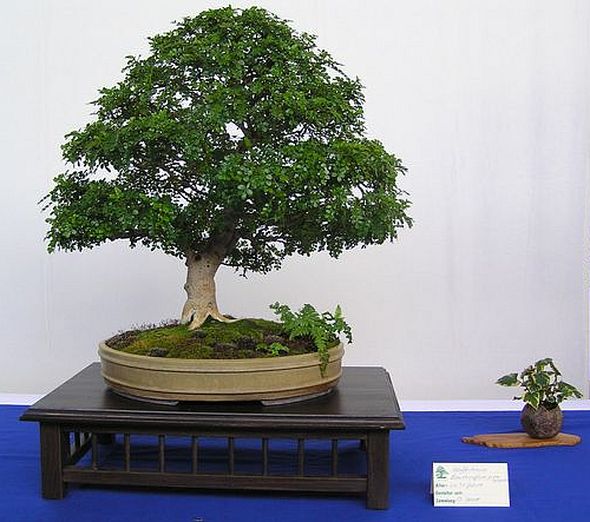 Pfefferbaum