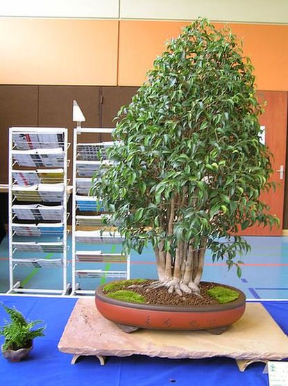 Ficus