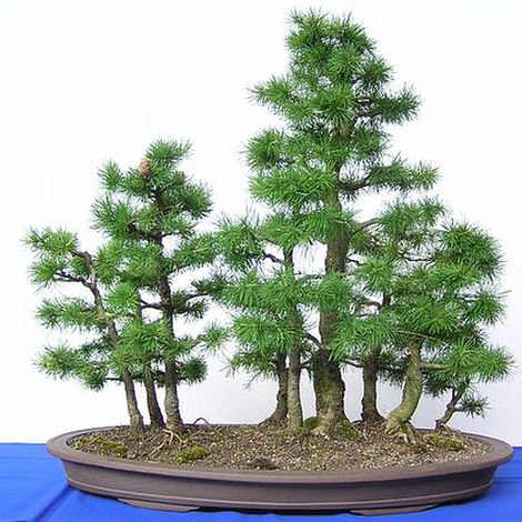 Lärchen