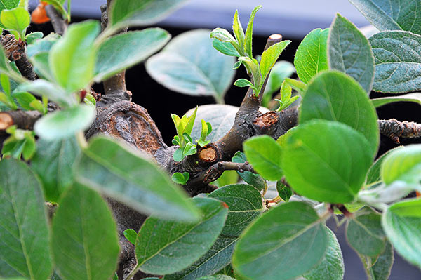 Malus_schmieda_020608_1.jpg