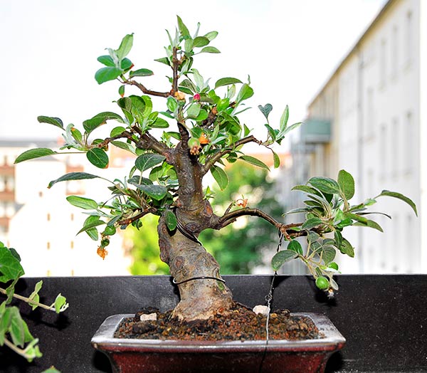 Malus_schmieda_020608_5.jpg