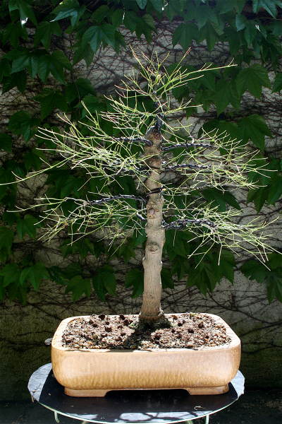 Acer_Palmatum_Nebari_Blattschnitt080601.jpg