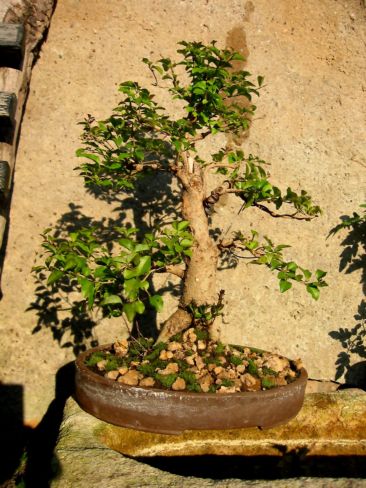 mein Liguster 2008