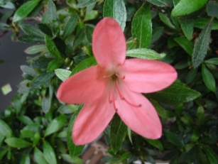 Blüte.jpg