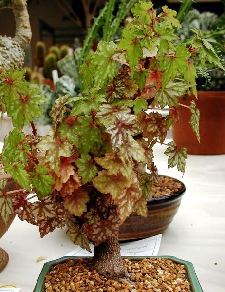 Begonia.JPG
