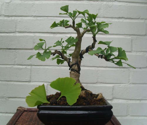 ginkgo12blatt.jpg
