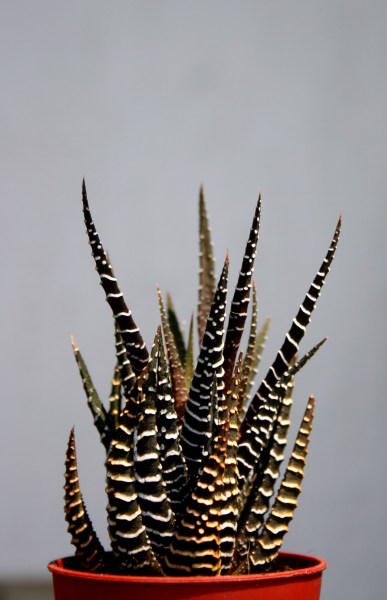 Bild 038-387x600.jpg