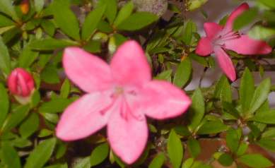 AzaBlüte608.jpg