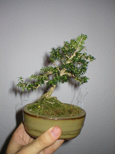 P1010130_600x600_70KB.jpg