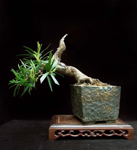 Podocarpus