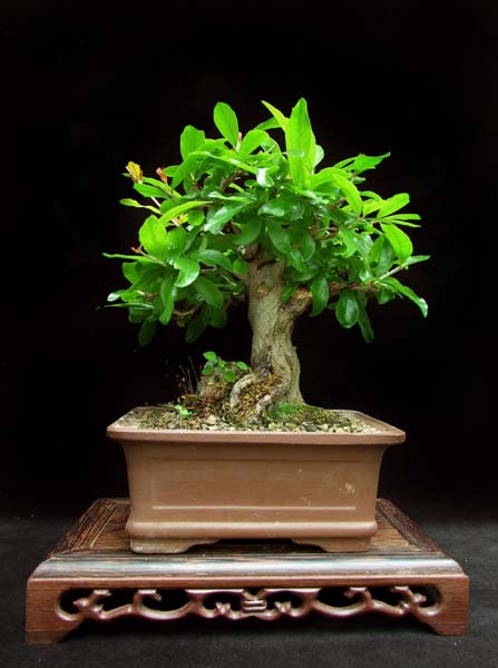 Punica granatum