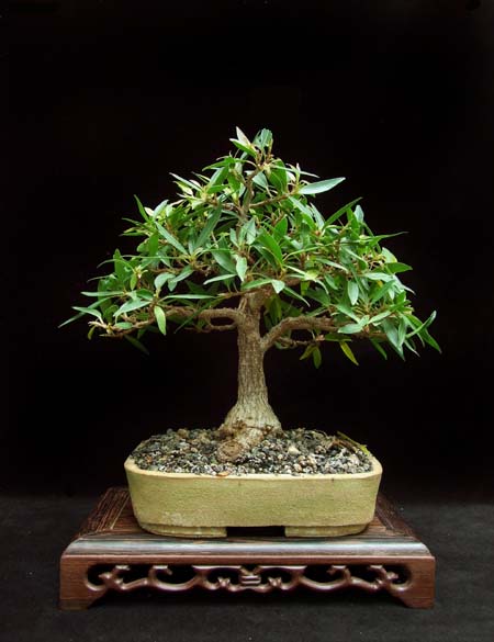 Ficus nerifolia