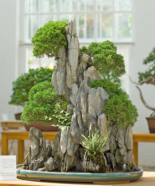 Kastner Chin. Wacholder