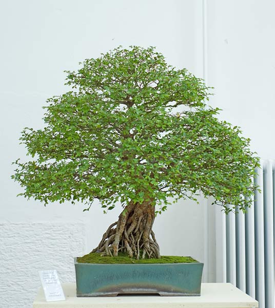 Fischer Chinesische Ulme