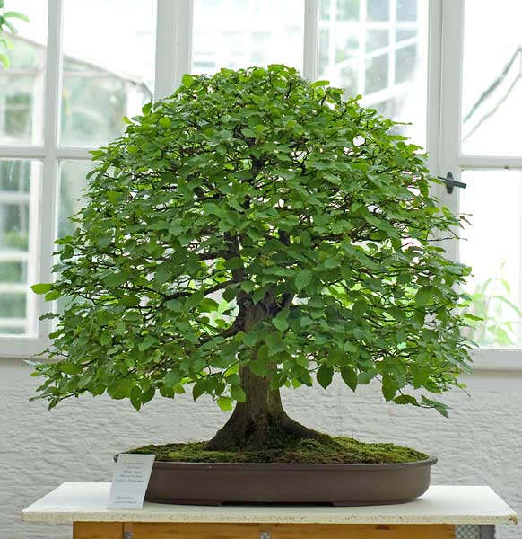 Fischer Hainbuche