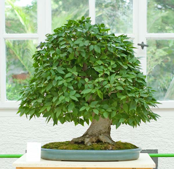 Lehner, Zürgelbaum