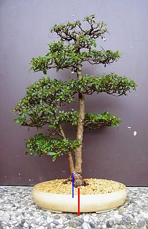azalee_11062008_hendrik2.jpg