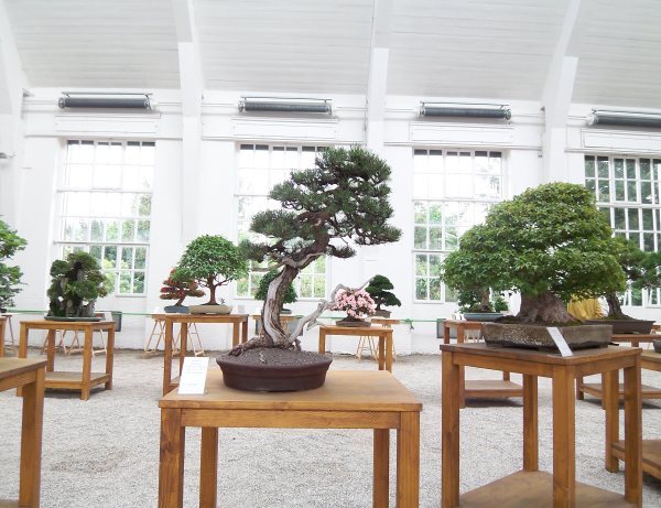 6Bergkieferlogobaum.jpg