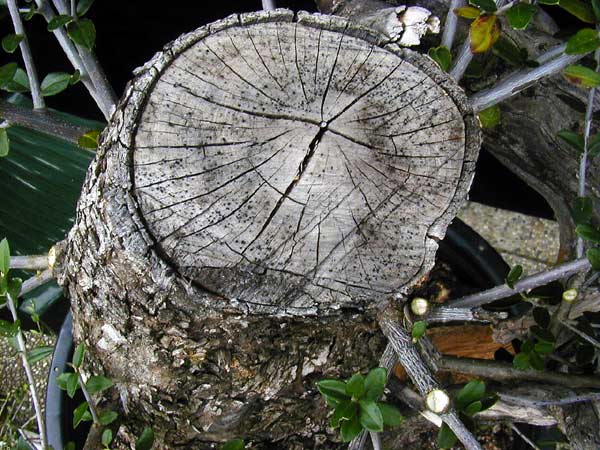 P9110040-Olea-Schnittstelle.jpg