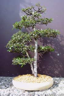 Azalee 12062008 005.jpg