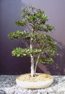 Azalee 12062008 004.jpg