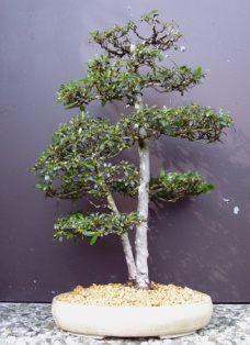 Azalee 12062008 001.jpg