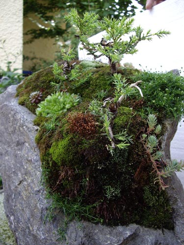 Bonsai3-0031.jpg