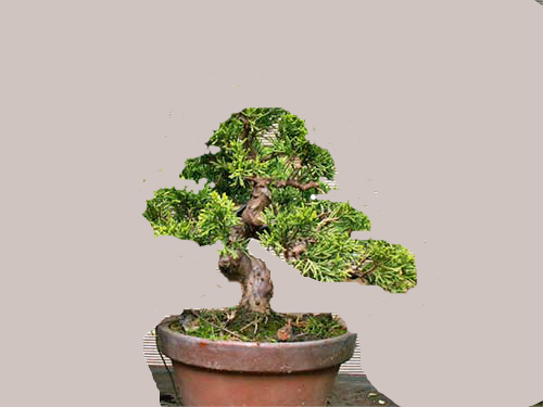 Martin_juniperus.jpg