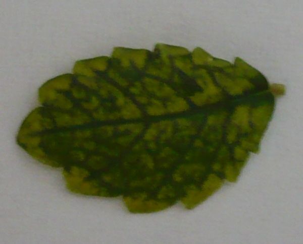 blatt.jpg