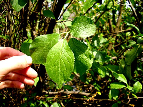 die Blätter in der Hecke