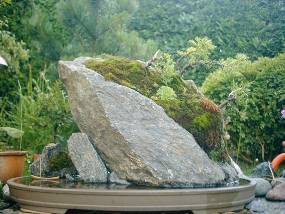 Bonsai3-02812.jpg