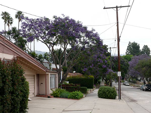 Jacaranda1.jpg