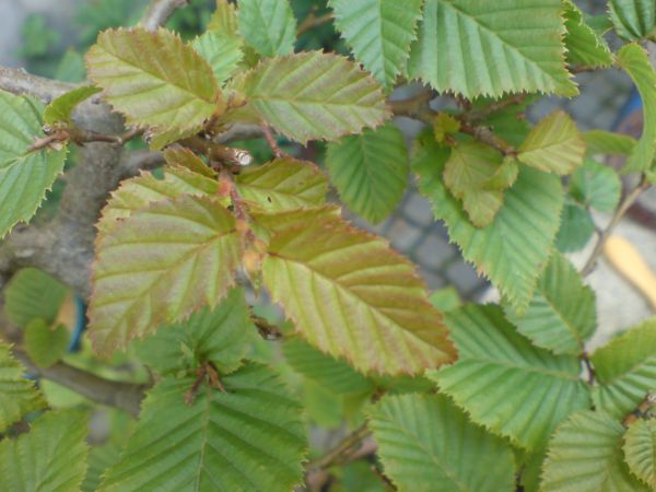 DSC01555.JPG