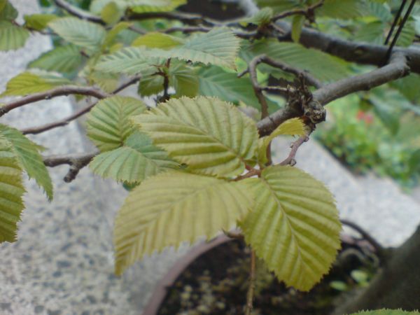 DSC01553.JPG