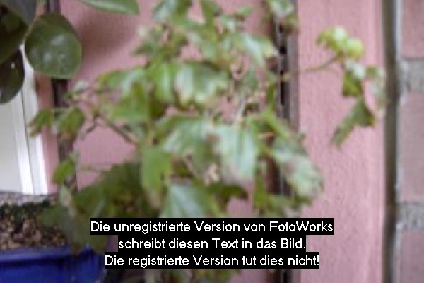 Bild 613.jpg