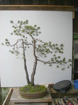Demobaum 2: Pinus sylvestris
