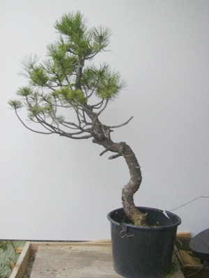 Demobaum 1: Pinus m. uncinata