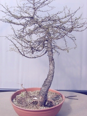 Demobaum 1: Larix decidua