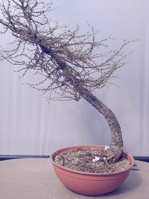 Demobaum 1: Larix decidua