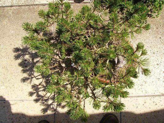 Demobaum 2: Bergkiefer (Pinus mugo) Doppelstamm / im Moor abgemoost u. vorbereitet seit 2001