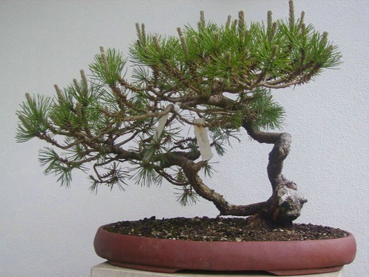 Demobaum 2: Bergkiefer (Pinus mugo) Doppelstamm / im Moor abgemoost u. vorbereitet seit 2001