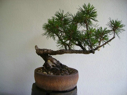 Demobaum 1: Bergkiefer (Pinus mugo) Shohin / gesammelt und vorbereitet seit 2001
