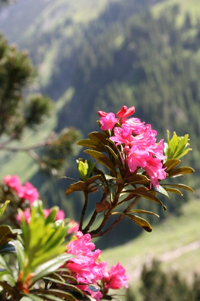 Alpenrose?!