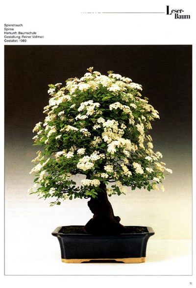 Spirea-1.jpg
