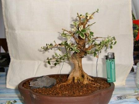 Buxus.JPG