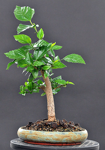 schmieda_hibiskus_0708_4.jpg