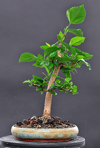 schmieda_hibiskus_0708_2.jpg
