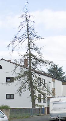larix_02_camaju.jpg