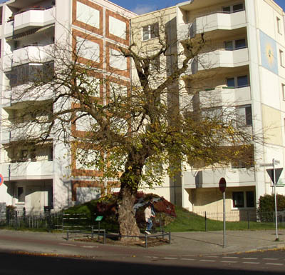 Habitus